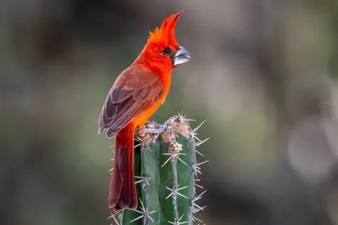 Vermilion Cardinal