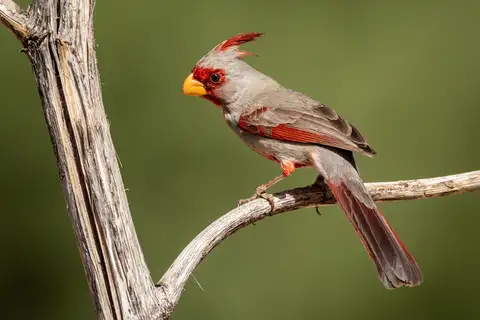 Pyrrhuloxia