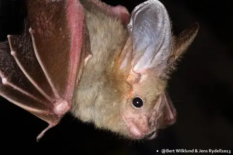 Heart-nosed bat
