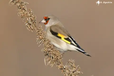 Grey-crowned Goldfinch