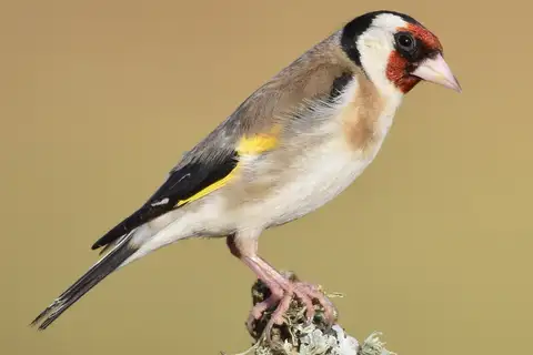 European Goldfinch
