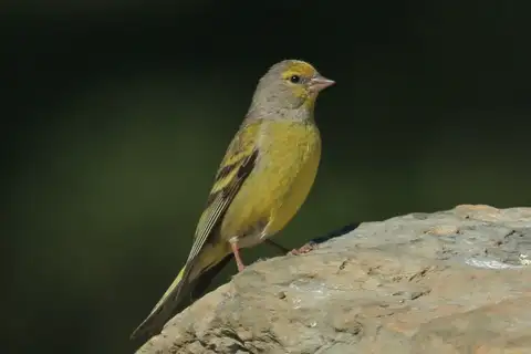 Citril Finch