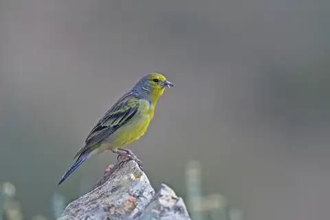 Corsican Finch