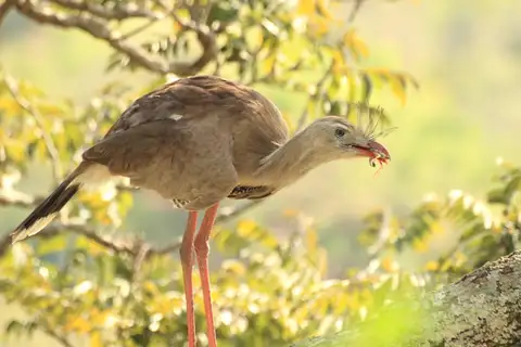 Red-legged Seriema