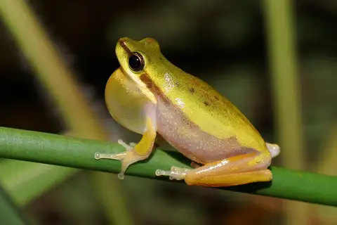 Northern Dwarf Tree Frog