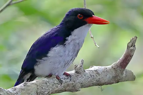 White-rumped Kingfisher