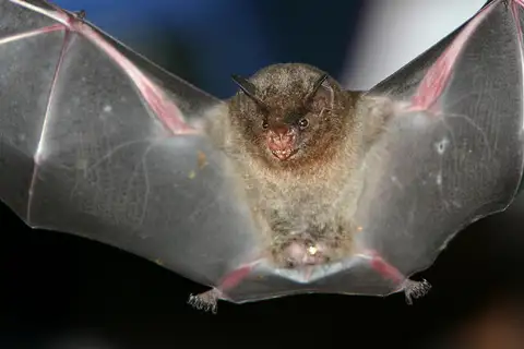 Silky Short-tailed Bat