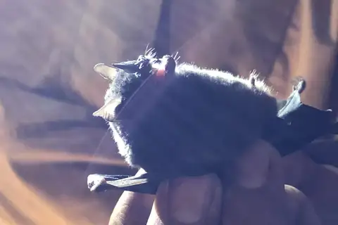 chestnut short-tailed bat