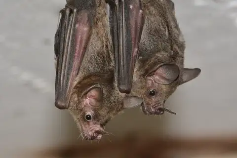 Seba's Short-tailed Bat