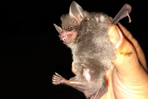 Sowell’s Short-tailed Bat