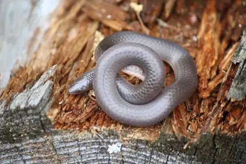 Common Wormsnake
