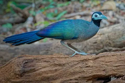 Bornean Ground Cuckoo