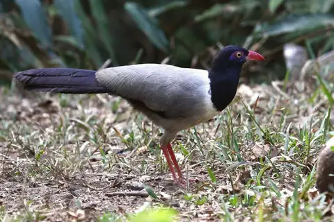 Coral-billed Ground Cuckoo