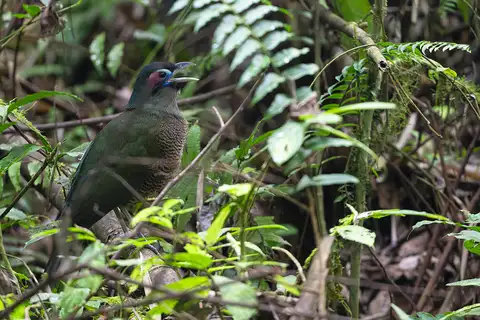 Sumatran Ground Cuckoo