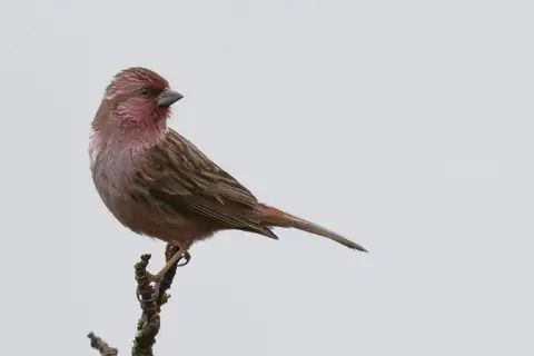 Chinese Beautiful Rosefinch