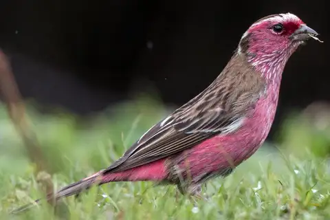 Chinese White-browed Rosefinch