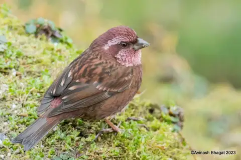 Dark-rumped Rosefinch