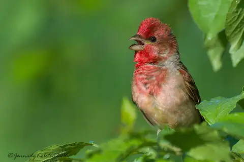 Common Rosefinch
