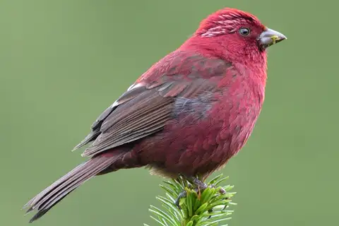 Taiwan Rosefinch