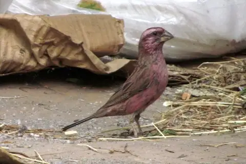 Blyth's Rosefinch