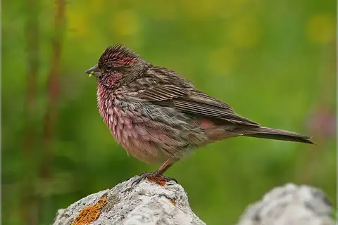 Himalayan Beautiful Rosefinch