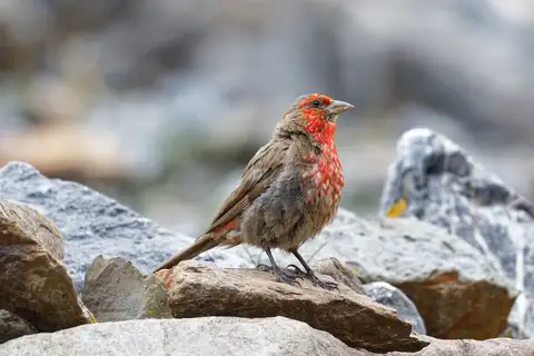 Red-fronted Rosefinch