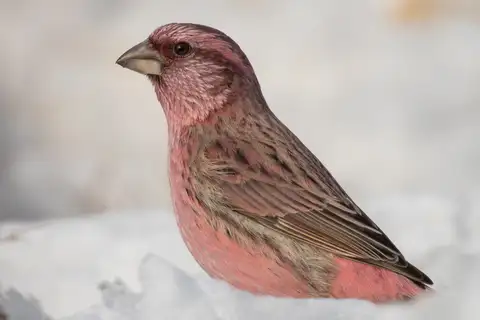 Red-mantled Rosefinch