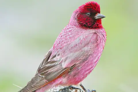 Tibetan Rosefinch