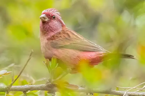 Pink-browed Rosefinch