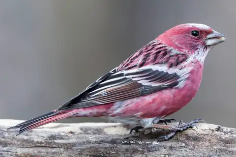 Pallas's Rosefinch