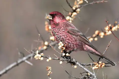 Great Rosefinch