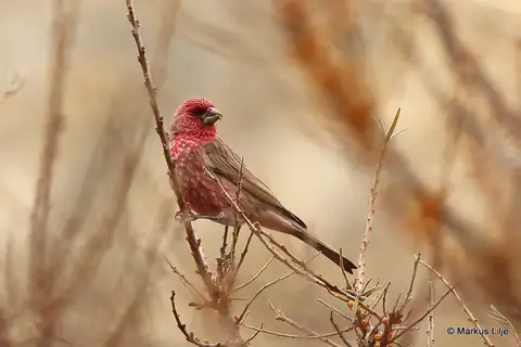 Streaked Rosefinch