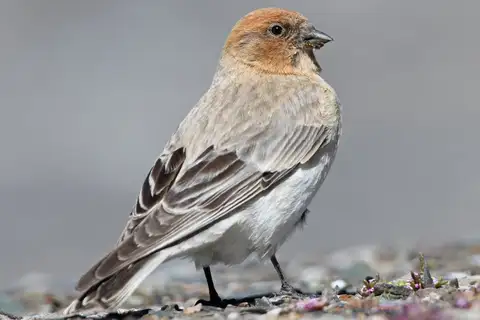 Sillem's Rosefinch