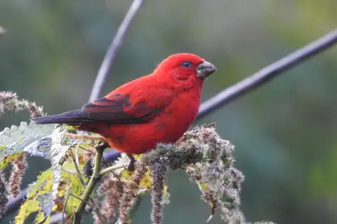 Scarlet Finch