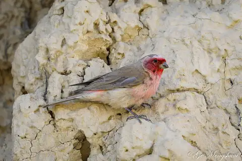 Pale Rosefinch