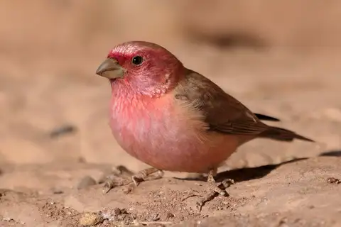 Sinai Rosefinch