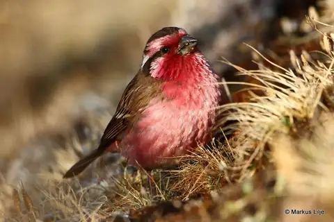 Himalayan White-browed Rosefinch
