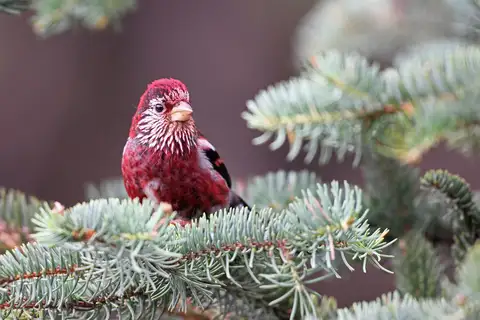 Three-banded Rosefinch