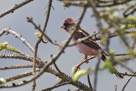 Sharpe's Rosefinch