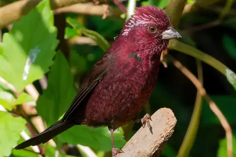 Vinaceous Rosefinch