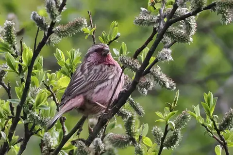 Pink-rumped Rosefinch