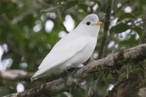 Yellow-billed Cotinga