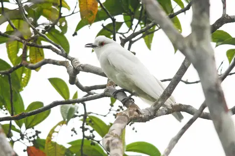 Black-tipped Cotinga