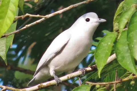 Snowy Cotinga