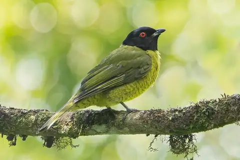 Black-headed Berryeater