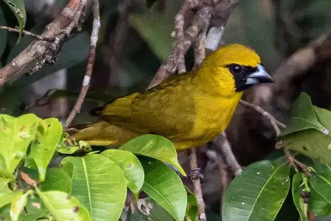 Yellow-green Grosbeak