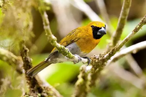 Black-faced Grosbeak