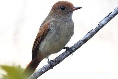 Ash-throated Casiornis