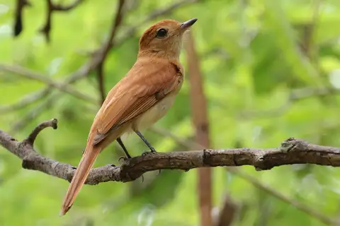 Rufous Casiornis