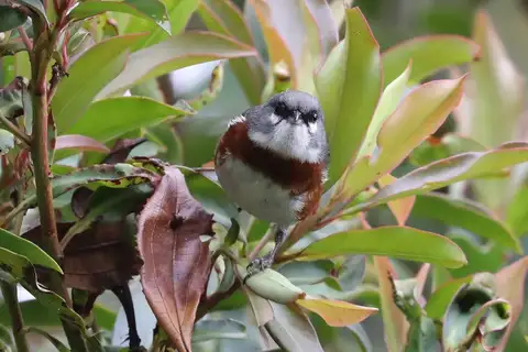 Bay-chested Warbling Finch